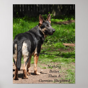 Inget bättre än en tysk shepherd poster