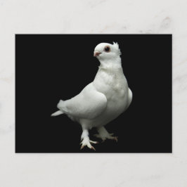 Inglizi Pigeon Vykort