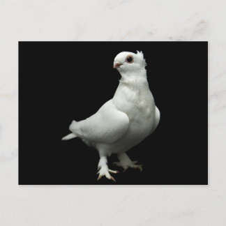 Inglizi Pigeon Vykort