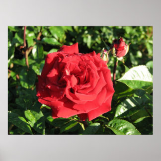 Ingrid Bergman Hybrid Tea Ro 032 Poster