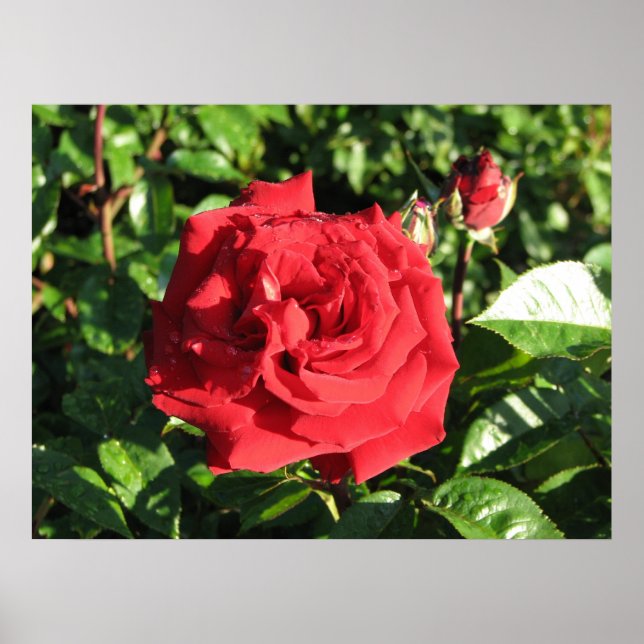 Ingrid Bergman Hybrid Tea Ro 032 Poster (Framsidan)