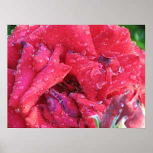 Ingrid Bergman Hybrid Tea Ro 038 Poster