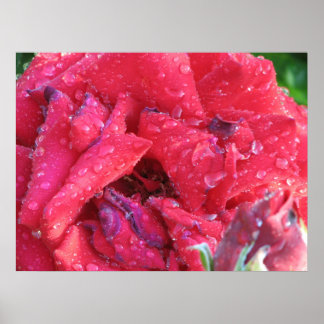 Ingrid Bergman Hybrid Tea Ro 038 Poster