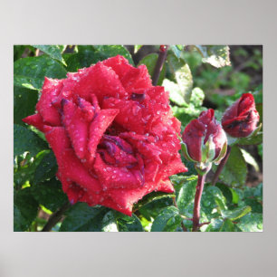 Ingrid Bergman Hybrid Tea Ro och Buds 036 Poster