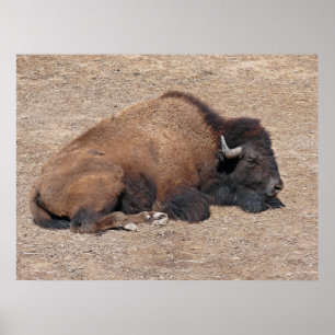 Inhemsk asiatisk vattenbuffel poster