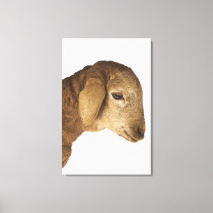 Inhemsk lamb canvastryck