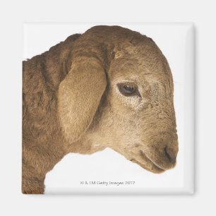 Inhemsk lamb magnet