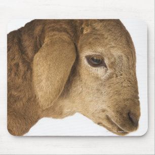 Inhemsk lamb musmatta