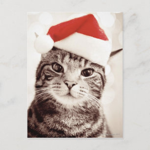 Inhemsk tabby katt som ha på sig den röda helg vykort