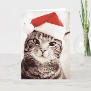 Inhemsk tabby katt som ha på sig den röda helgkort