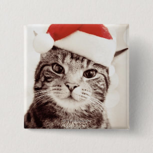 Inhemsk tabby katt som ha på sig den röda knapp