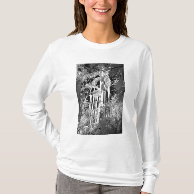 Inhemska kungspalmer i Fakahatchee Strand, Tee (Framsida)