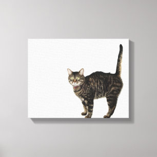 Inhemskt male tabby kattanseende canvastryck