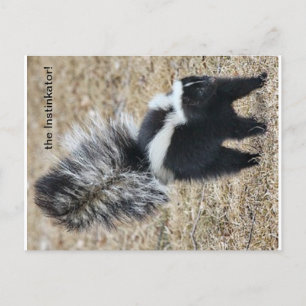 Ininkator Skunk-vykort Vykort