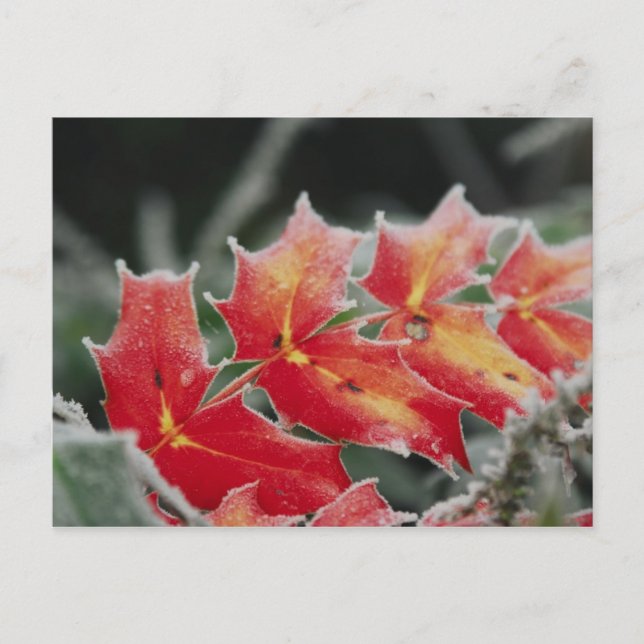 inläggskort för frostigt Löv Vykort (Framsida)