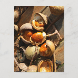 Inläggskort för häst vykort