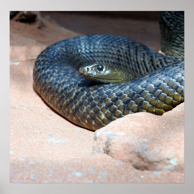Inland Taipan Poster (Framsidan)