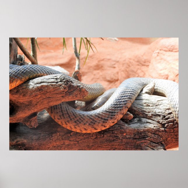 Inland Taipan Poster (Framsidan)