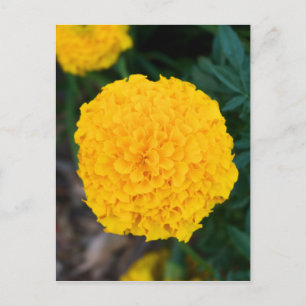 Inledande vykort för Marigold-Gult