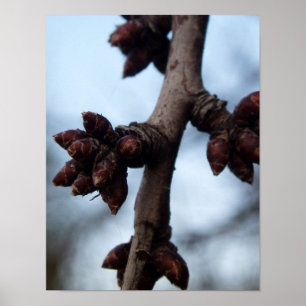 Innan Blommarna Poster