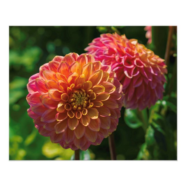 Innanför Dahlia Garden 1 Fototryck (Framsidan)