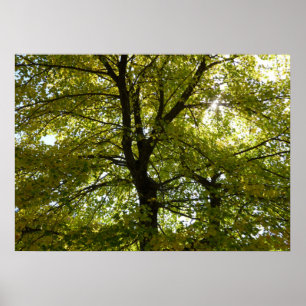 Innanför en Gult Maple Träd Höst Poster