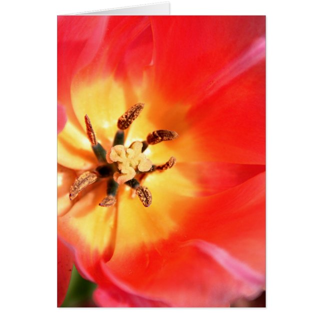 Innanför en Tulip Hälsningskort (Framsidan)