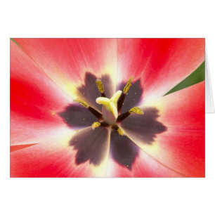 Innanför en Tulip OBS Kort
