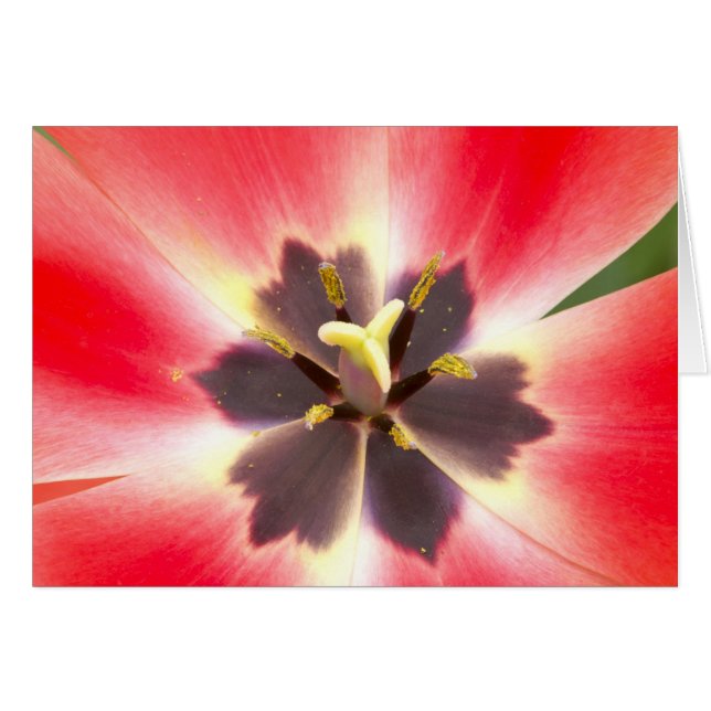 Innanför en Tulip OBS Kort (Framsidan Horizontal)