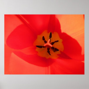 Innanför en Tulip Poster