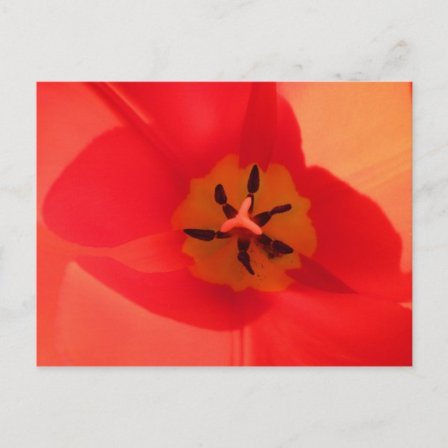 Innanför en Tulip Vykort (Framsida)