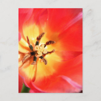 Innanför en Tulip Vykort