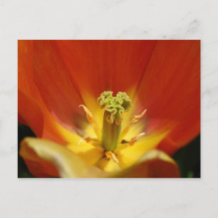 Innanför en Tulip Vykort