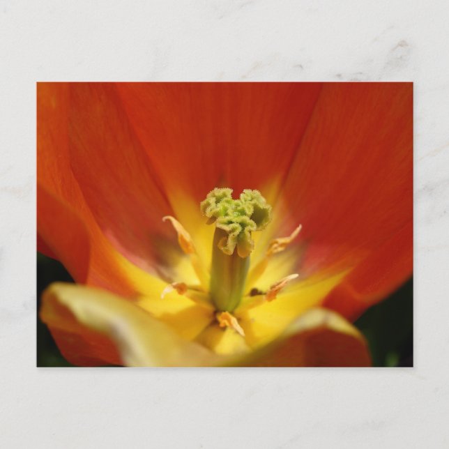 Innanför en Tulip Vykort (Framsida)