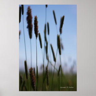Innanför Hay Poster