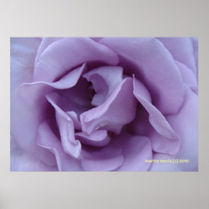 Innanför Lavender Ro Poster