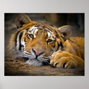 Innehåll Tiger Poster