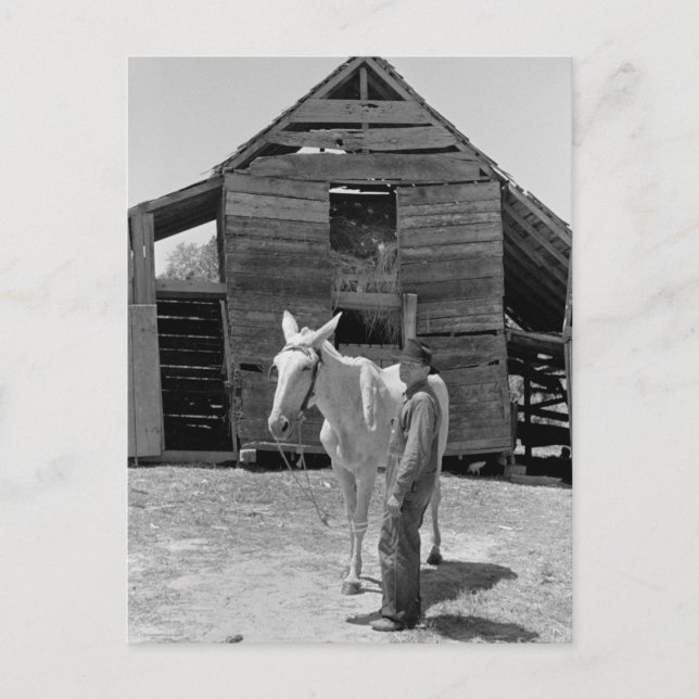 Innehavare av jordbrukarens mule, 1930-talet vykort (Framsida)