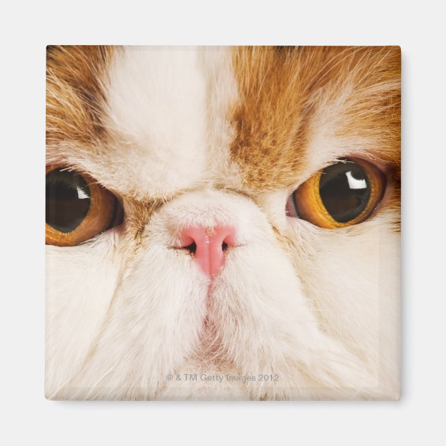 Innekatt. Calico Harlequin Persian. Närbild Magnet (Framsidan)