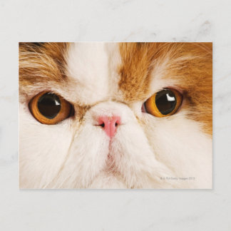 Innekatt. Calico Harlequin Persian. Närbild Vykort