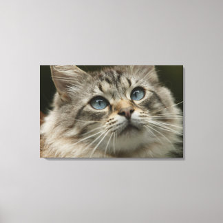Innekatt Canvastryck
