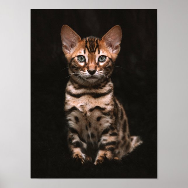 Innekatt Kitten Leopard Spots Poster (Framsidan)