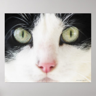 Innekatt porträtt poster
