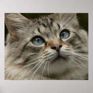 Innekatt Poster
