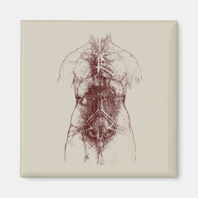 innerkropp magnet (Framsidan)