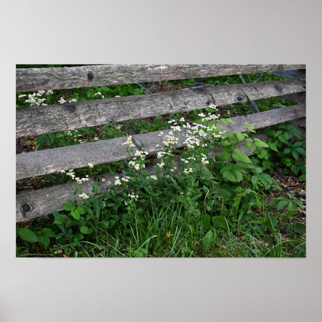 Inneslutning med Wildblommor Poster (Framsidan)
