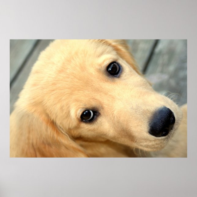 Innocent Abby Poster (Framsidan)