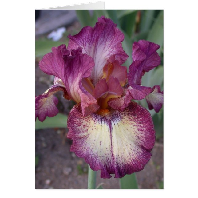 "Innocent Star"-kort - tomt Hälsningskort (Framsidan)