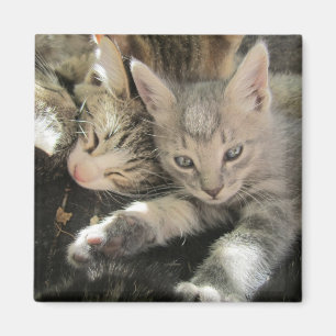 Inoki kattunge magnet