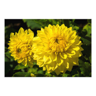 Inom Dahlia Garden 3 Fototryck